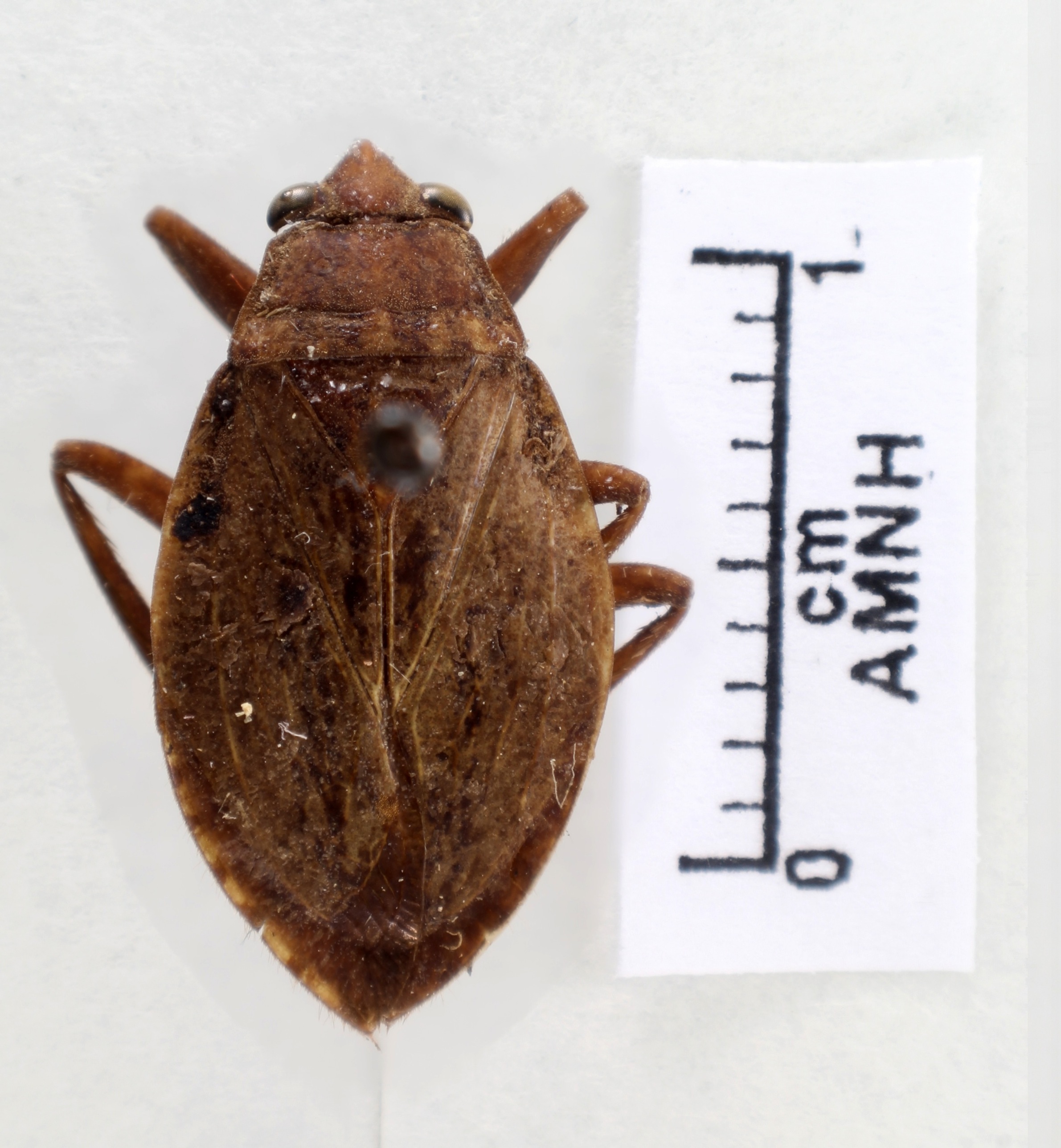Abedus immaculatus thumbnail
